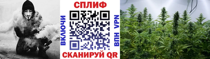 Канабис сатива  как найти закладки  Тихвин 